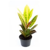 Flor Croton Hibrido Petra P11