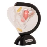 Pélvis Feminina de Acrílico 2 Partes Anatomia