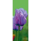 Quadro Decorativo Photoglass De Vidro 30 X 80 Cm Flo38001