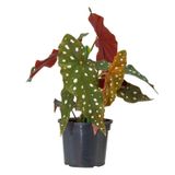 Begonia Maculata P13 1 Vaso