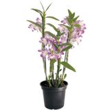 Dendrobrium P12 Premium 1 Vaso