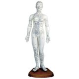 Modelo Feminino de Acupuntura 50 cm
