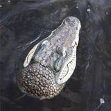 Água Flutuante Crocodilo Cabeça Realista Decoração Lagoa