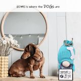 Decorações De Halloween Dog Tag Anão De Pelúcia, Casa E Escritório