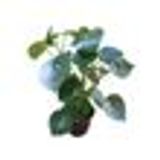 Suculenta Peperomia Raidrop Pote 14