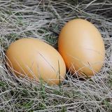 10 Peças Diy Pintadas À Mão Play House Simulation Egg Niu