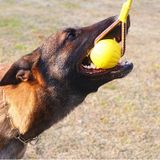 Brinquedos Interativos Para Cães Brinquedo De Bola De Corda