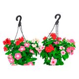 Planta Vinca C21