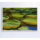 Quadro Vitória Regia Amazônia 90x60 Cm Adesivo Fotográfico