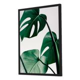 Quadro Decorativo Flor Costela De Adão