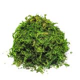 Musgo Artificial Verde Para Arranjos E Jardins 300g