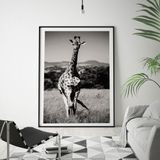 Quadro com Moldura Chanfrada Girafa Preto e Branco