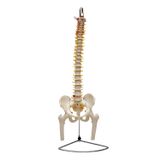 Coluna Vertebral Flexível Pelve Parte Fêmur Esqueleto