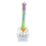 Coluna Vertebral Colorida E Flexível De 40 Cm Com Base