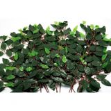 Kit 60 Galhos Folha Decorativa Artificial Muro Inglês Ficus