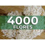 4000 Mosquitinhos Flor Sempre Viva Natural