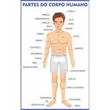 Corpo Humano Anatomia Escolar Painel Lona