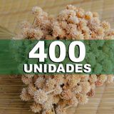 Flores Desidratada-espeta Nariz 400 Un. Decoração Arranjos. - 400 Unidades