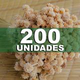 Flores Desidratada-espeta Nariz 400 Un. Decoração Arranjos. - 200 Unidades