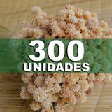 Flores Desidratada-espeta Nariz 400 Un. Decoração Arranjos. - 300 Unidades