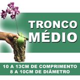 Tronco Para Orquídeas, Oco Kit Com 10 Unidades - Medio - 8 Unidades