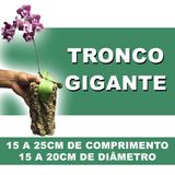 Tronco Para Orquídeas, Oco Kit Com 10 Unidades - Gigante - 10 Unidades