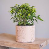 Vaso De Plantio Voqui Pink Cement 14x12cm Com Orifício De Drenagem