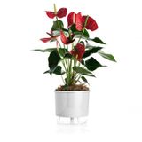 Vaso Autoirrigável Grande N04 21cm X 19cm - Clássicos Branco