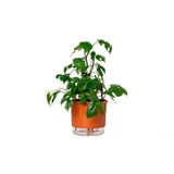 Vaso Autoirrigável Grande N04 21cm X 19cm - Terrazzo Terracota