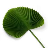 Folha Artificial Latânia Leque Realista Verde Escuro 83 Cm F04 - D&#39;rossi