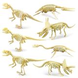 7 Pcs Tiranossauro Chifre Nariz Plesiossauro Esqueleto Montado