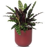 Cachepô Coleção Due N3 Pote 15 Vaso Raiz 16x12 Cores Variada