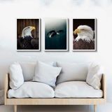 Kit 3 Quadros Decorativos Fotos Águia 45x34cm - Com Vidro