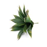 Folha Artificial Agave Com Raiz X21 Para Arranjos Verde 25 Cm F04 - D&#39;rossi