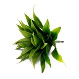 Folha Artificial Agave Com Raiz X24 Para Arranjos Verde 60 Cm F04 - D&#39;rossi