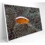 Quadro Peixe Palhaço Em Anêmona No Mar Medidas 120x80 Cm Impressão Vidro Acrílico