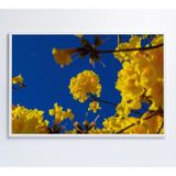 Quadro Árvore Ipê Amarelo No Céu Azul Medidas 40x60 Cm Impressão Tecido Canvas
