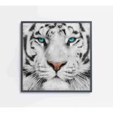 Quadro Tigre Branco Medidas 80x80 Cm Impressão Vidro Acrílico
