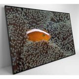 Quadro Peixe Palhaço Em Anêmona No Mar Medidas 120x80 Cm Impressão Adesivo Fotográfico