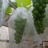 200 Sacos Para Proteção Frutas No Pe Lavável 20x35 Cm