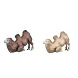 2 Peça Solid Camel Modelo Bactrian Camel Educacional Para Kin