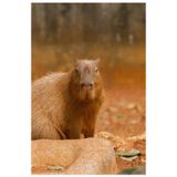 Quebra-cabeça A Capivara De 60 Peças