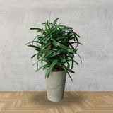 15 Galhos De Folhas Artificiais (50cm) Em Silicone Ideal Para Jardins E Paisagismo