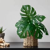 Costela De Adão Artificial Realista Kit Com 9 Unidades Para Decoração De Eventos E Festas