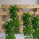 10 Folhagens Artificiais Pendente Begônia Variegata Para Decoração De Interiores Com Estilo E Beleza Natural