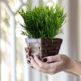 Folhagem Artificial De Bambu 9 Buquês De 35cm Uso Residencial E Comercial Preço Atacado