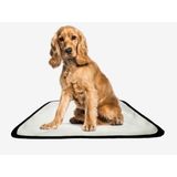 Tapete Pet Reutilizável Adestramento Oferta 4 Un P1 50x70cm