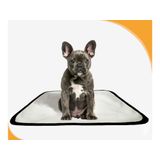 Tapete Canino Lavável Pet Em Oferta 2un P 50x60cm