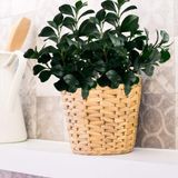 8 Folhas De Peperômia Artificial Em Galhos Permanentes 75cm Ideal Para Composição De Quadros