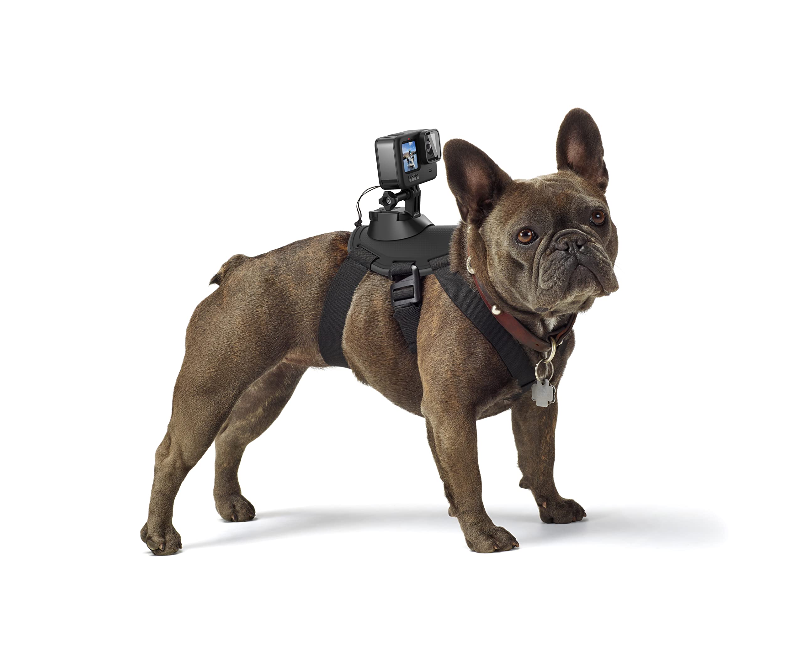 Arnês Para Cães Gopro Fetch Official Mount Para Gopro